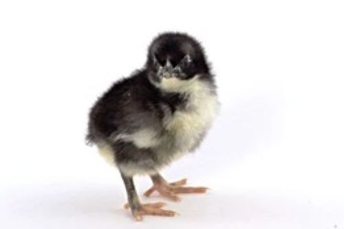 12 Black Jersey Giant Chick hatching eggs
