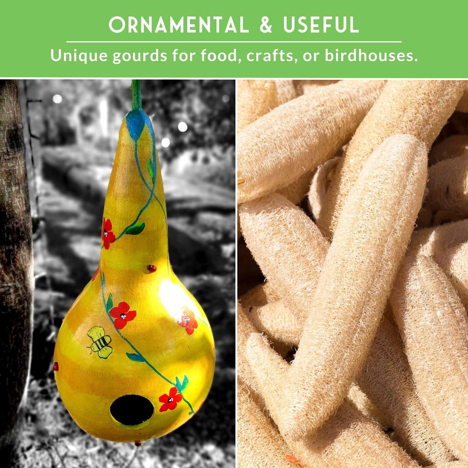 Gourd Seed Collection – Dipper Gourds & Luffa (Loofah) Gourds for Crafting,