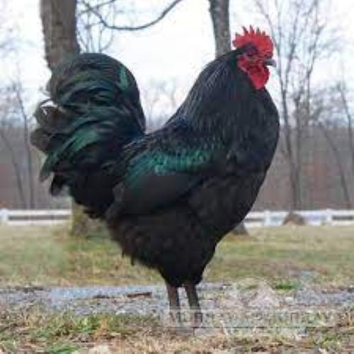 12 Black Jersey Giant Chick hatching eggs
