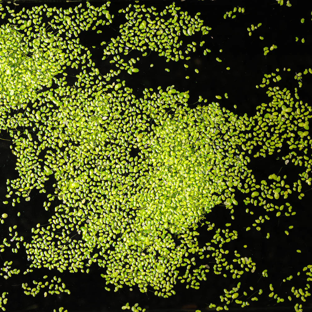 Duckweed