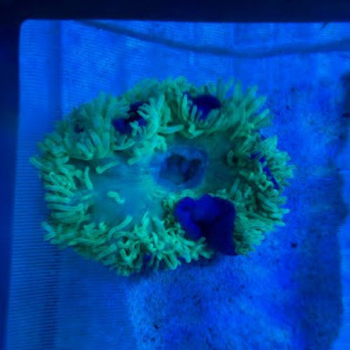 Purple Base Green Bubble Anemone (Entacmaea Quadricolor)