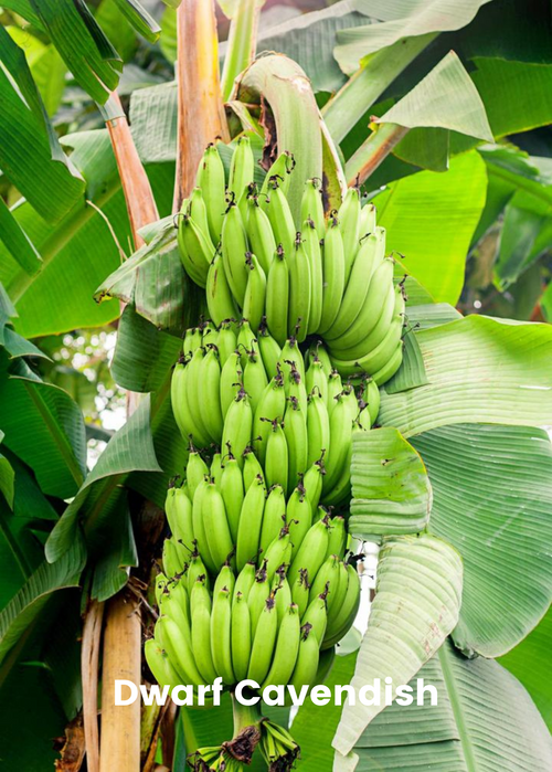 Banana Bundle: Siam Ruby, Blood Banana, Dwarf Cavendish & Red Abyssinian
