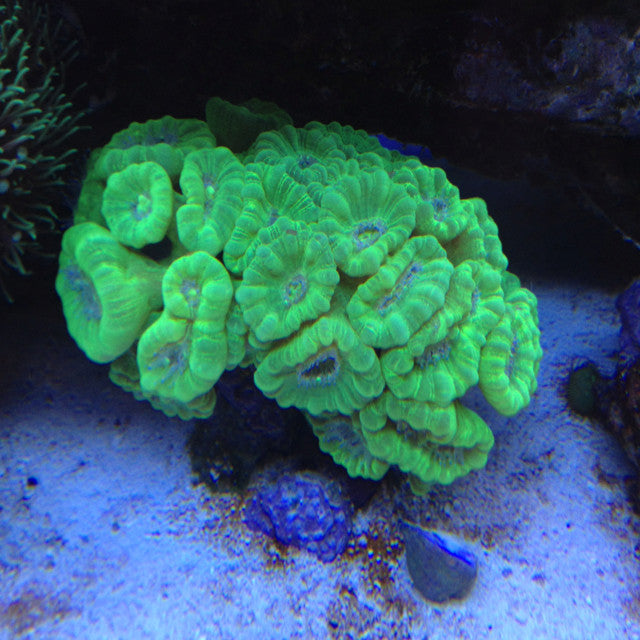Red and Green Candy Cane Coral (Caulastrea)