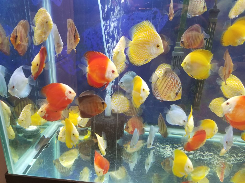 LEOPARD SNAKESKIN DISCUS