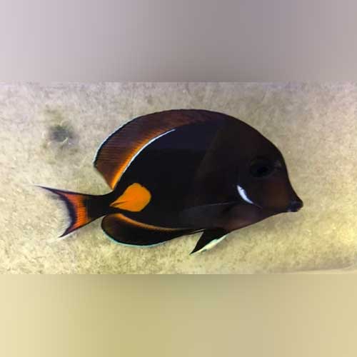 Achilles Tang (Acanthurus Achilles)