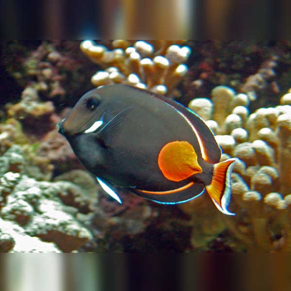 Achilles Tang (Acanthurus Achilles)