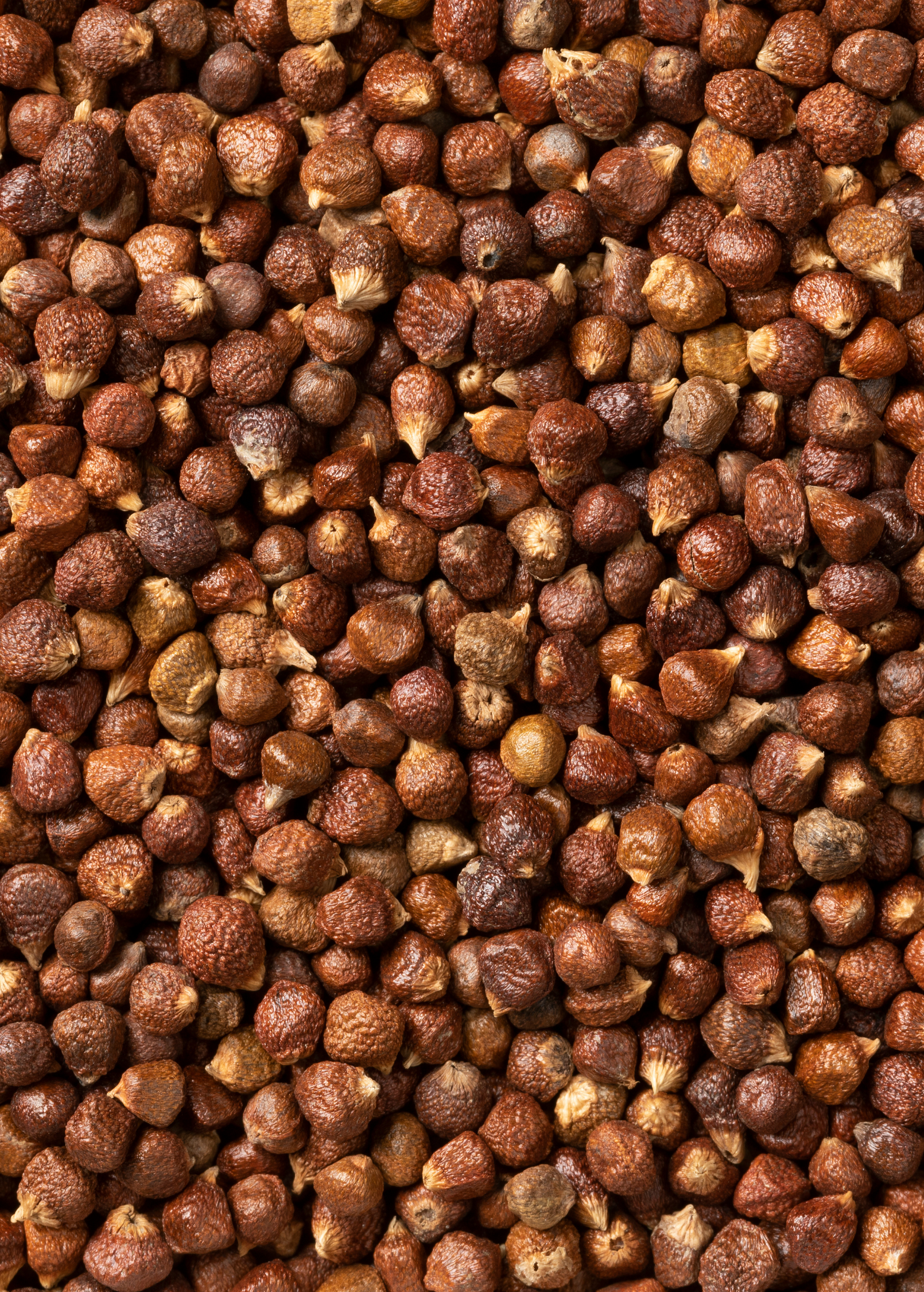 Grains of Paradise (Aframomum melegueta)