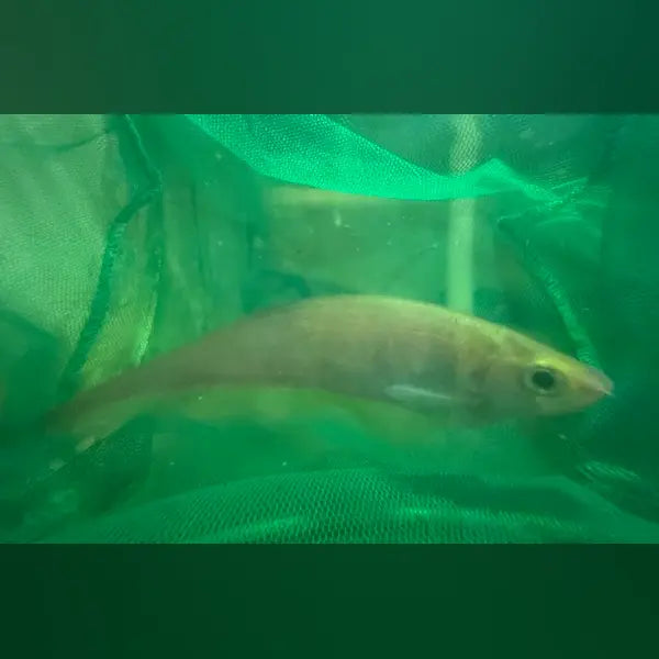 African Knifefish (Xenomystus Nigri)