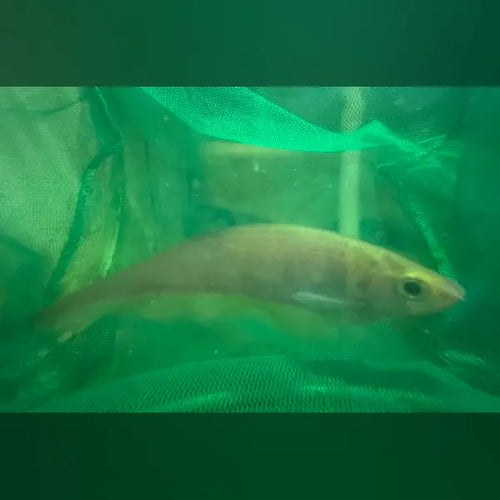 African Knifefish (Xenomystus Nigri)