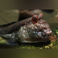 African Mudskipper (Periophthalmus Barbarus)