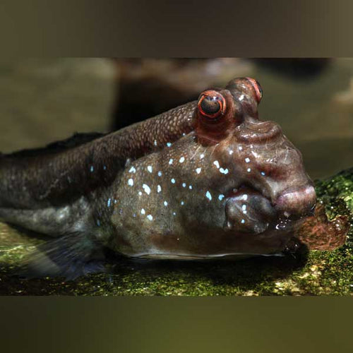 African Mudskipper (Periophthalmus Barbarus)