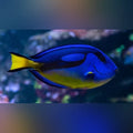 African Blue Tang (Paracanthurus Hepatus)