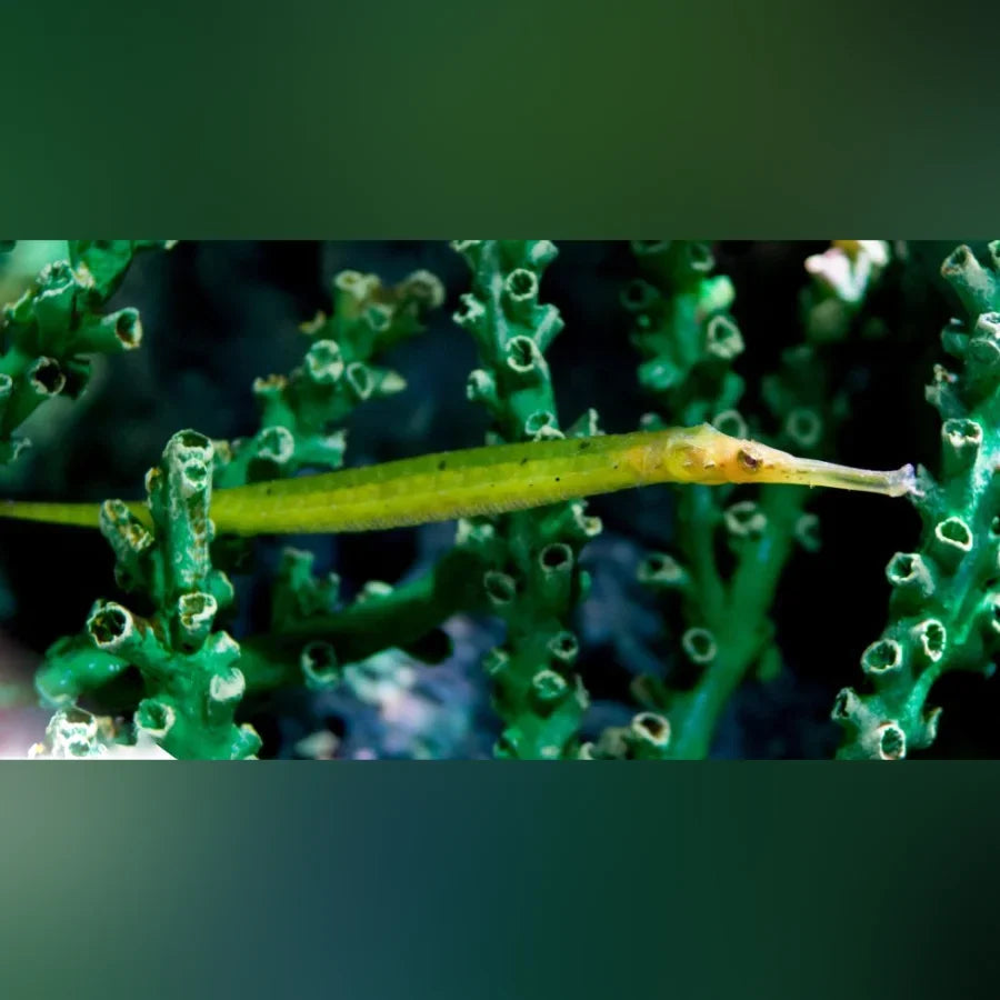 Alligator Pipefish (Syngnathoides Biaculeatus)