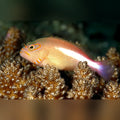 Arc Eye Hawkfish (Paracirrhites Arcatus)