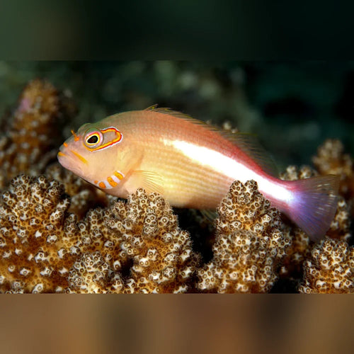 Arc Eye Hawkfish (Paracirrhites Arcatus)