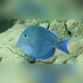Atlantic Blue Tang (Acanthurus Coeruleus)