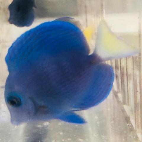 Atlantic Blue Tang (Acanthurus Coeruleus)