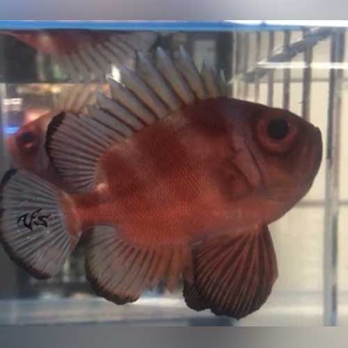 Big Eye Catalufa (Pristigenys Serrula)