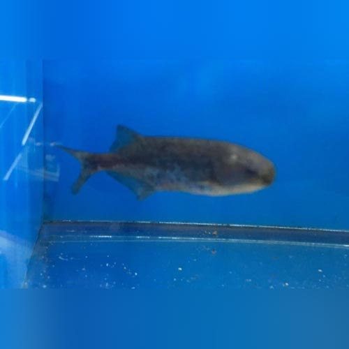 Baby Whale Fish (Brienomyrus Brachyistius)
