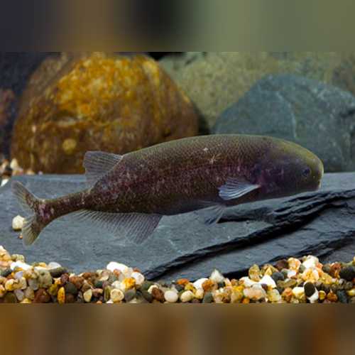 Baby Whale Fish (Brienomyrus Brachyistius)