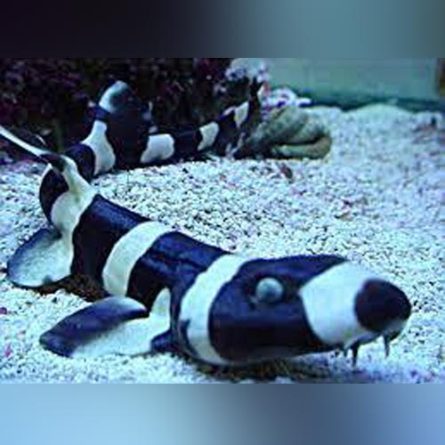 Banded Cat Shark (Chiloscyllium Punctatum)