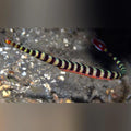 Banded Pipefish (Doryrhamphus Dactyliophorus)