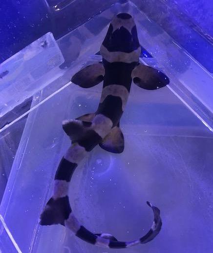 Banded Cat Shark (Chiloscyllium Punctatum)