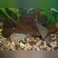 Bandit Cory (Corydoras Metae)