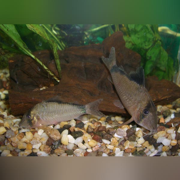 Bandit Cory (Corydoras Metae)