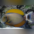 Bariene Tang (Acanthurus Bariene)
