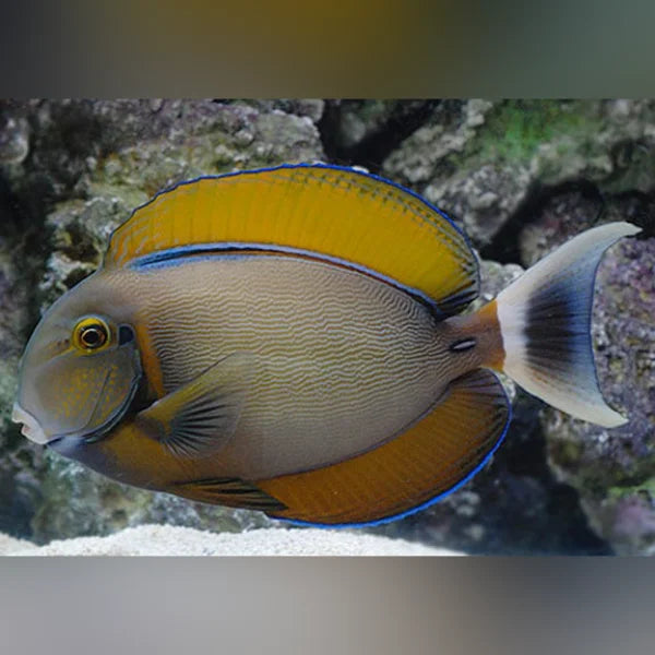 Bariene Tang (Acanthurus Bariene)