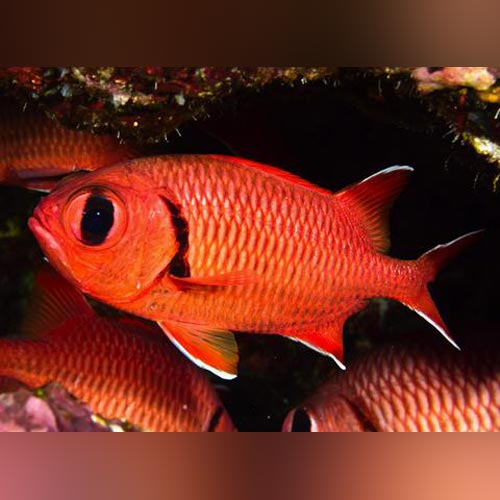 Big Eye Squirrelfish (Myripristis sp)