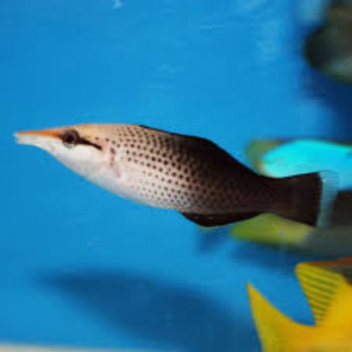 Brown Bird Wrasse (Gomphosus Varius)