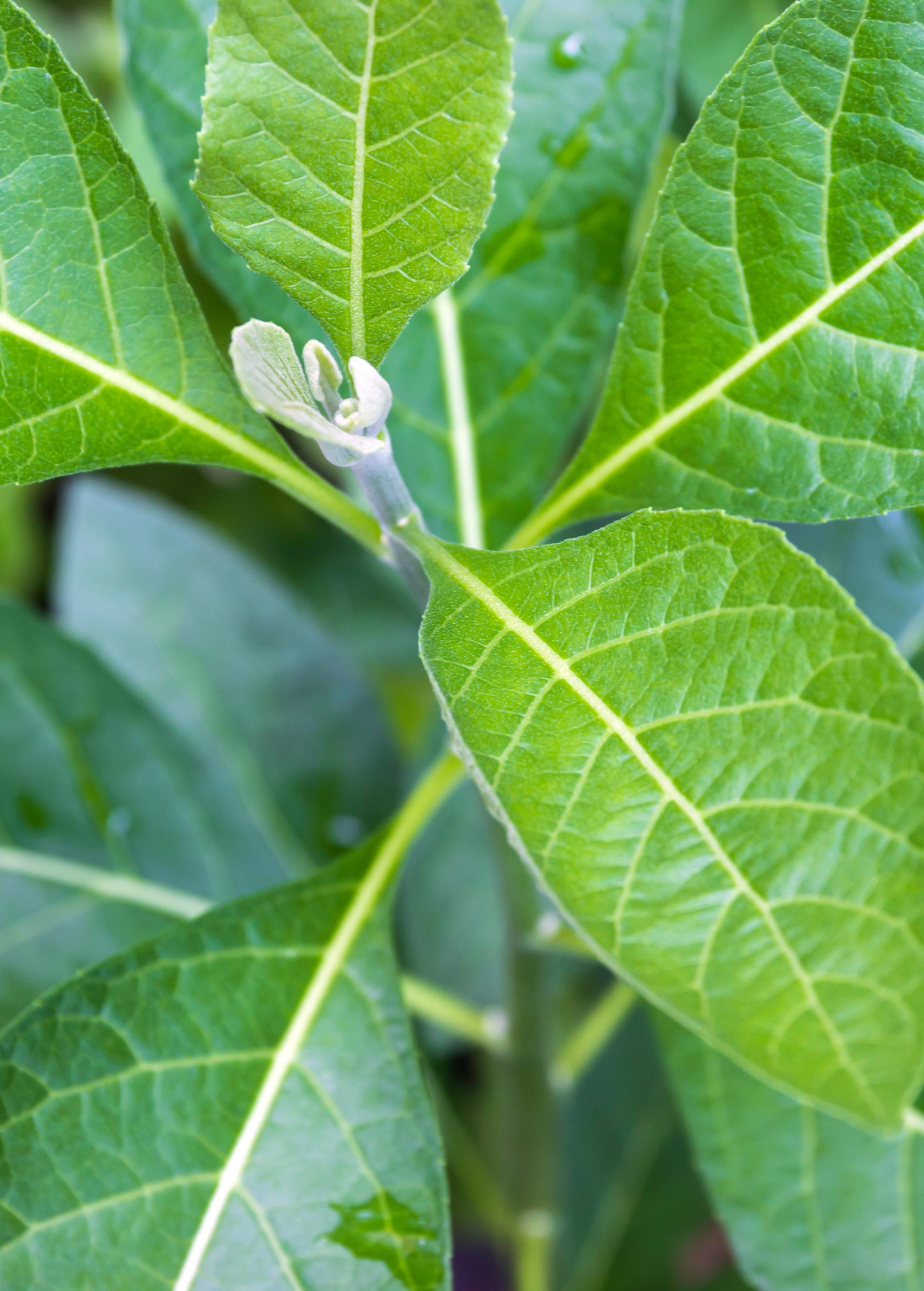 Bitter Leaf Tree (Gymnanthemum extensum)