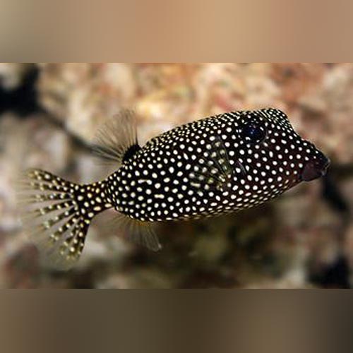 Black Boxfish (Ostracion Meleagris)