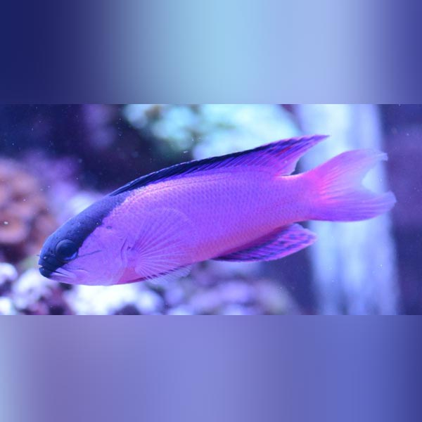 Black Cap Basslet (Gramma Melacara)