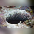 Black Leopard Wrasse (Macropharyngodon Negrosensi)