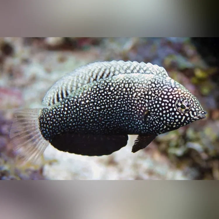 Black Leopard Wrasse (Macropharyngodon Negrosensi)