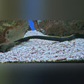 Black Ribbon Eel (Rhinomuraena Quaesita)