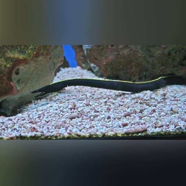 Black Ribbon Eel (Rhinomuraena Quaesita)