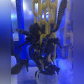Black Seahorse (Hippocampus Erectus)