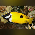 Black Spot Foxface Rabbitfish (Siganus Unimaculatus)