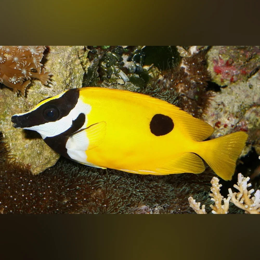 Black Spot Foxface Rabbitfish (Siganus Unimaculatus)