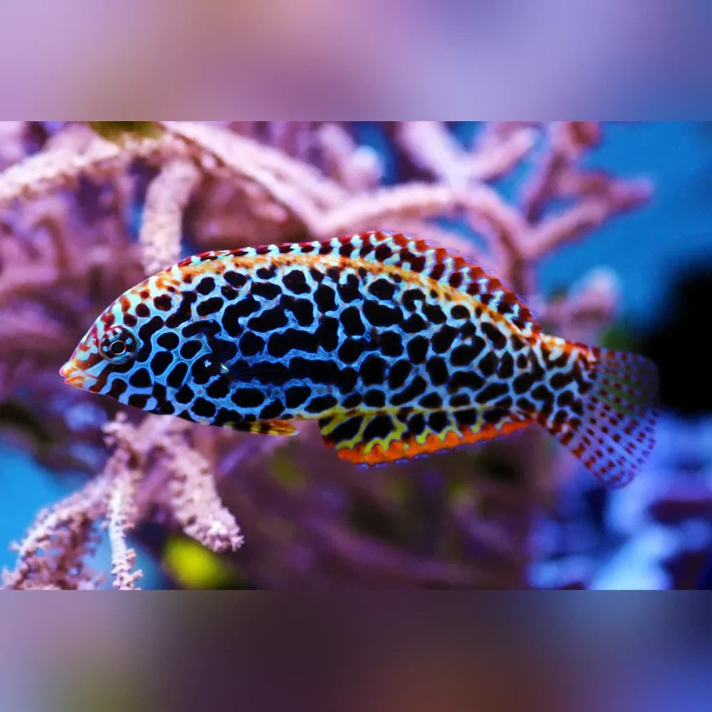Black Spotted Leopard Wrasse (Macropharyngodon Meleagris)