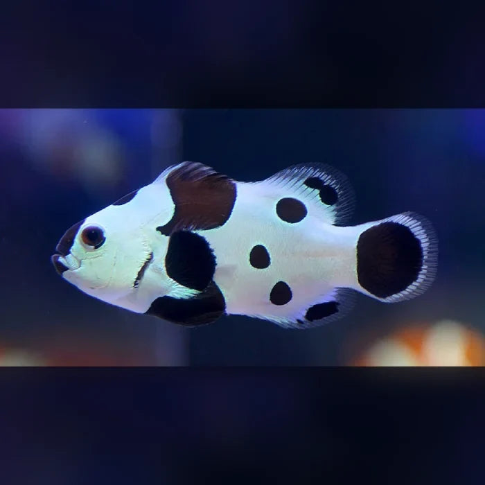 Black Storm Clownfish (Amphiprion Ocellaris)