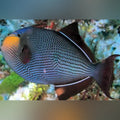 Black Triggerfish (Melichthys Niger)
