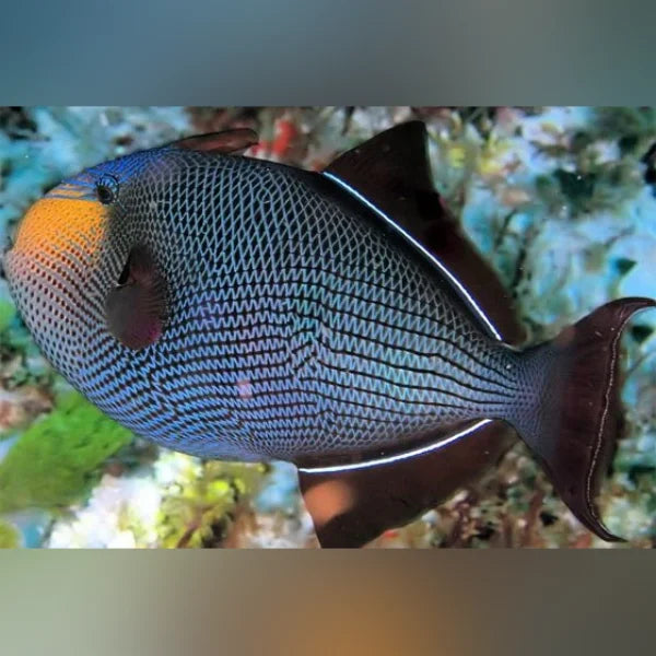 Black Triggerfish (Melichthys Niger)