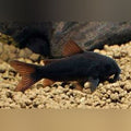 Black Venezuelan Cory (Corydoras Schultzei)