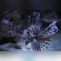 Volitan Lionfish (Pterois Volitans)
