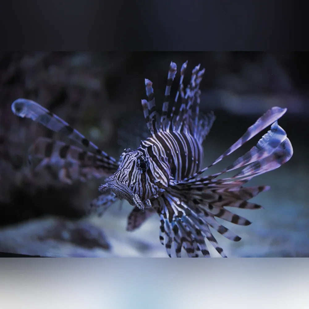 Volitan Lionfish (Pterois Volitans)